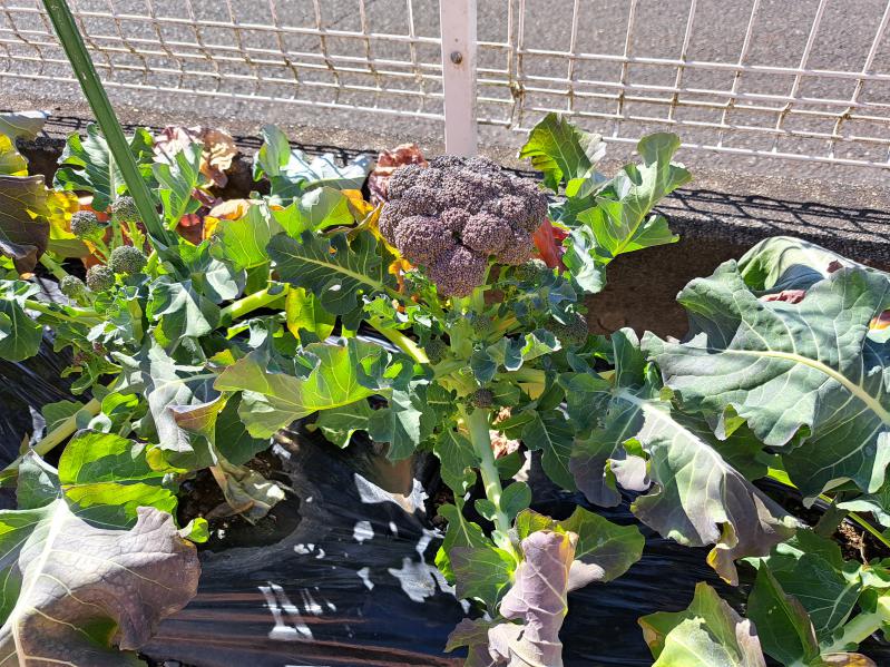 �u���b�R���[���n(^^)v