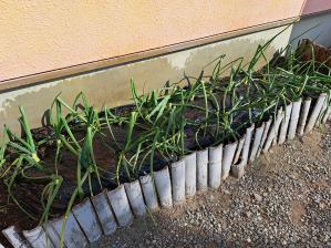 �ʂ˂���u���b�R���[�Ɏ����ł��Ă��܂���(^^)v