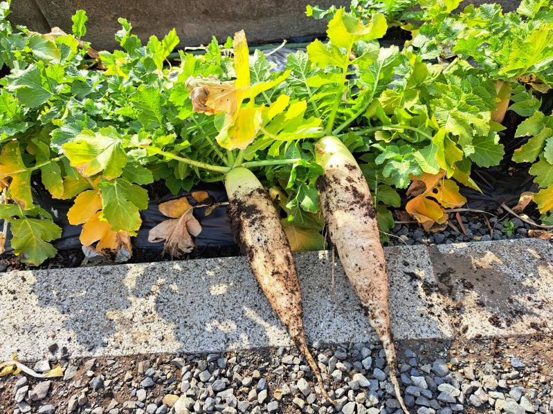 �卪���n!(^^)!