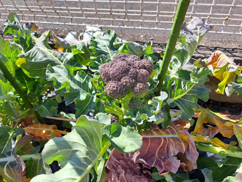 �u���b�R���[���n(^^)v