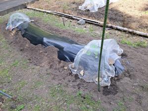�V�����J�{�`��