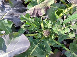 �u���b�R���[�ɒ����Q���ł��܂���(^^��