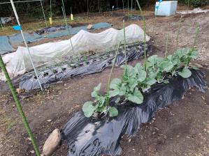 �u���b�R���[�Ƒ卪(^^)