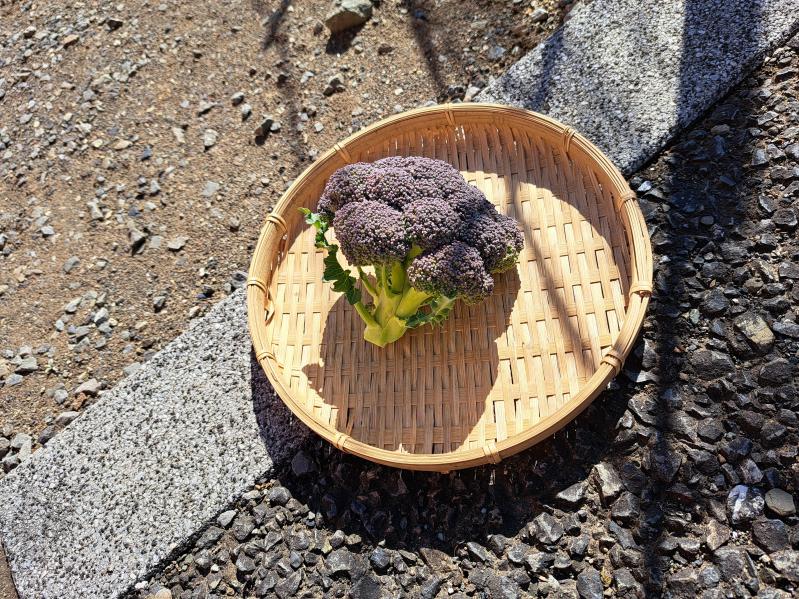 �u���b�R���[���n(^^)v