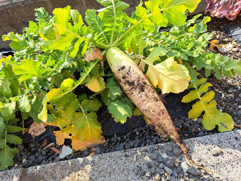 �卪���n!(^^)!