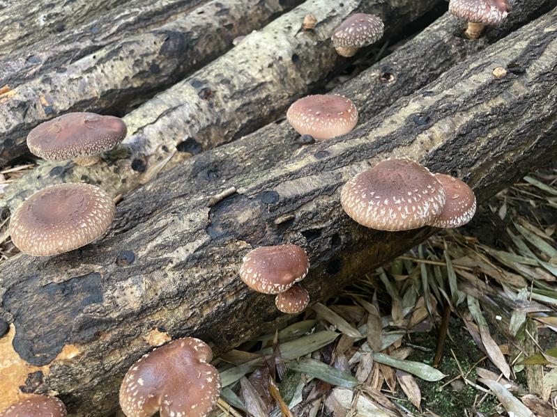 �ő����n(^^��