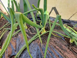 �ʂ˂��ɋ����ł��܂���!(^^)!